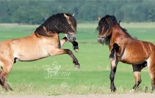 Баннер компании РУП Заречье