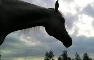 Баннер компании Конюшня Алёны Мороз