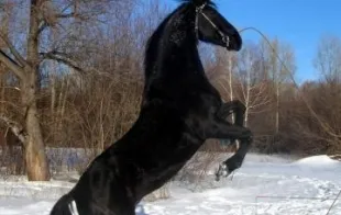 Баннер компании Мустанг