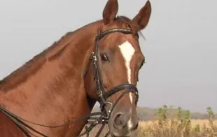 Баннер компании Полочаны