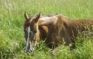 Баннер компании Золотая шпора
