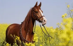 Баннер компании Борисов