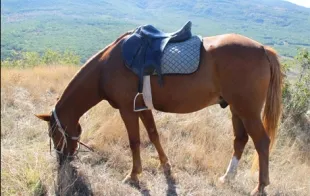 Баннер компании Частная конюшня