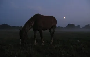 Баннер компании Двор Старинки