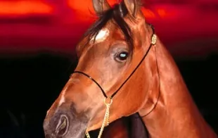 Баннер компании Лошадка, которая лечит