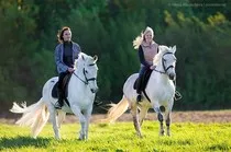 Баннер компании Кони в яблоках