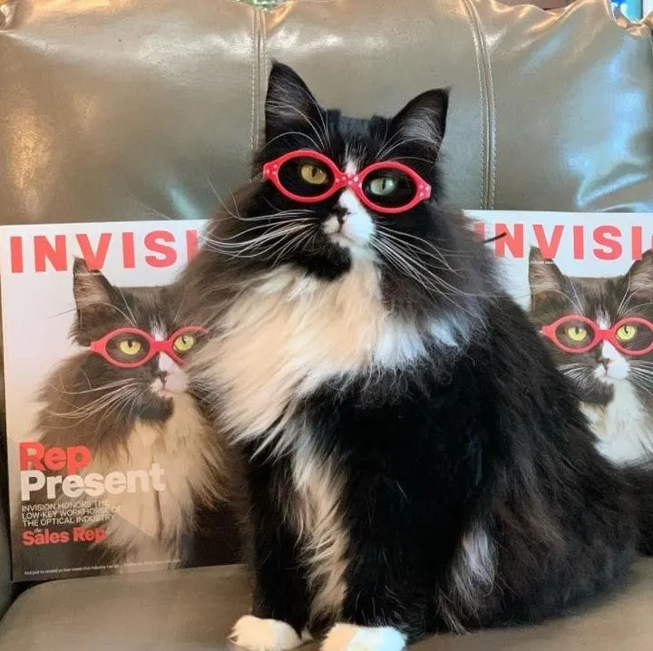 Чтобы дети не стеснялись очков, одна из оптик наняла кошку-модель