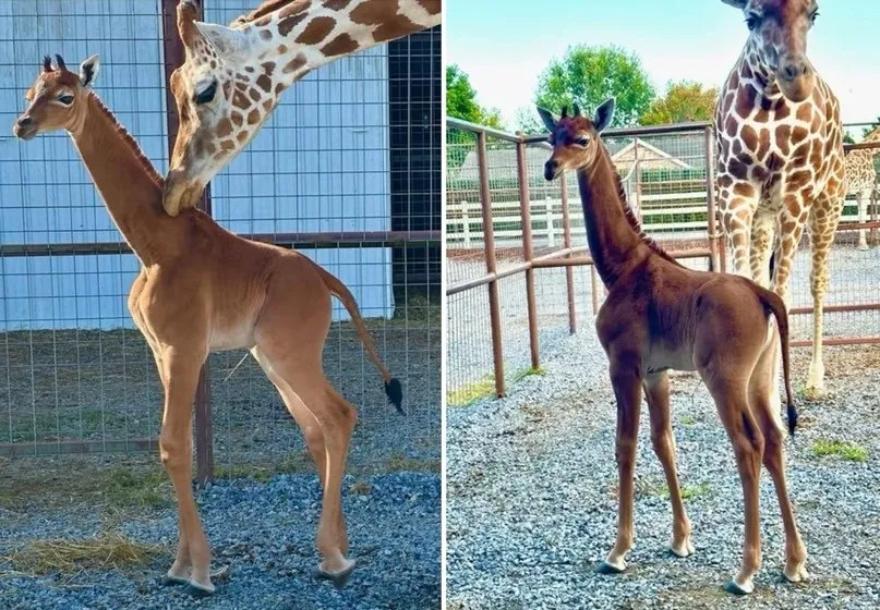Жираф без пятен: впервые за 50 лет в мире появился на свет