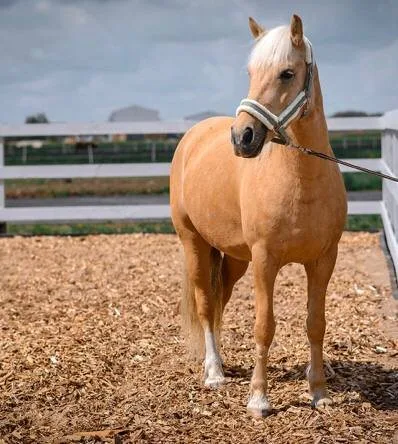 Весенний лагерь «Апреда» с авторской познавательно-развлекательной программой