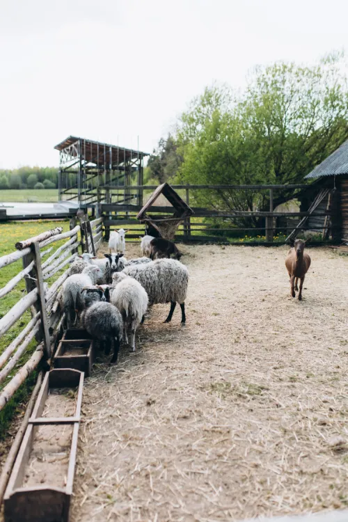 Куда поехать на выходные в Беларуси с семьей: 3 красивых места