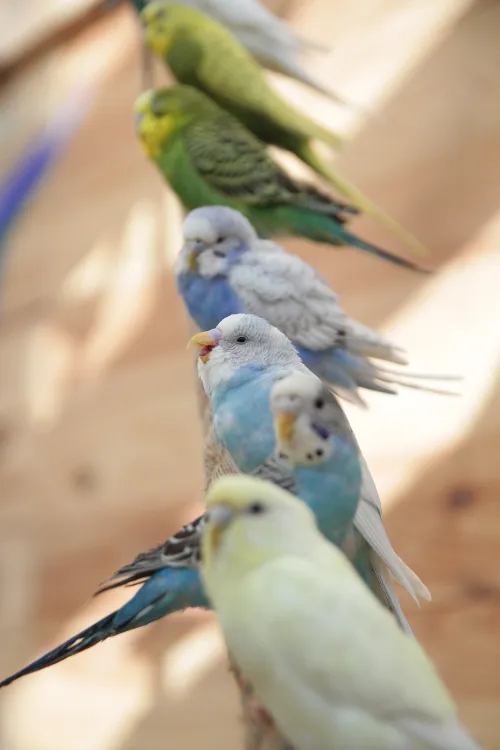 7 зоопарков в Беларуси, которые стоит посетить