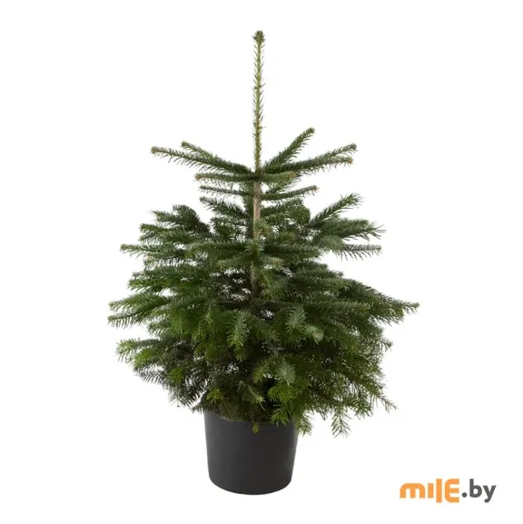 Операция «Новый год»: где в Минске купить идеальную елку, самые стильные игрушки и праздничную посуду