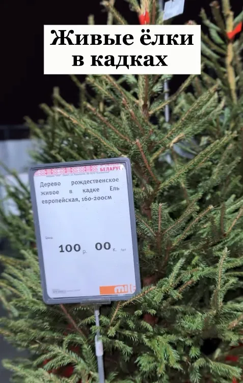 Операция «Новый год»: где в Минске купить идеальную елку, самые стильные игрушки и праздничную посуду