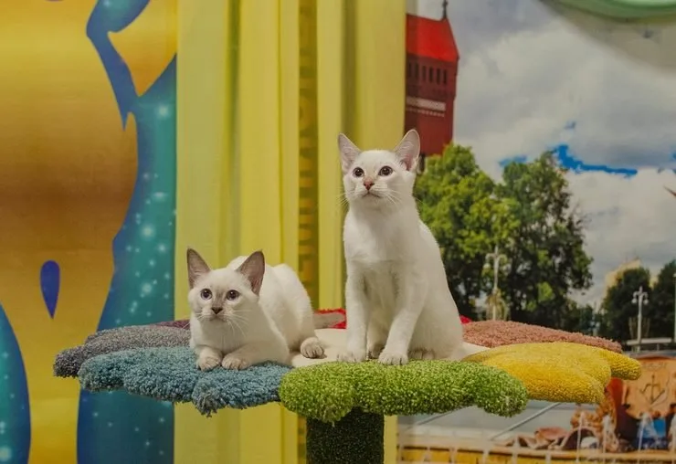 Международная выставка кошек «Вальс цветов»