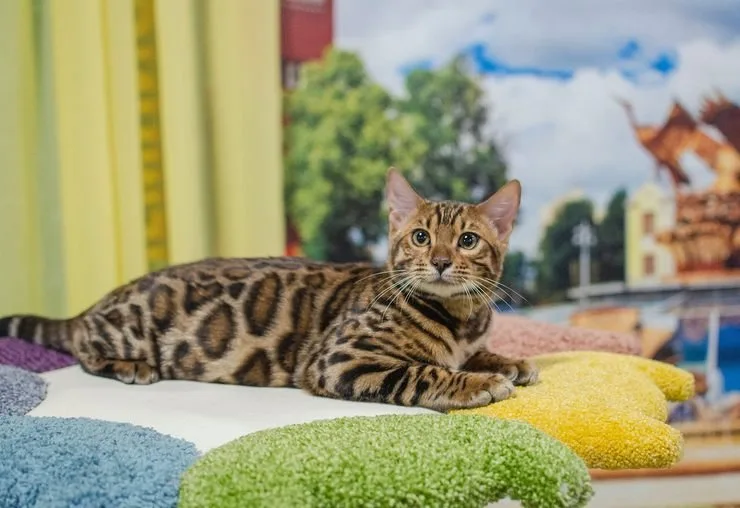 Международная выставка кошек «Вальс цветов»