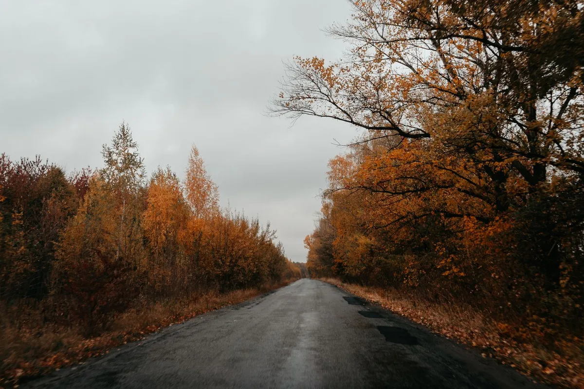 Пустая осенняя дорога между деревьями с жёлтой листвой