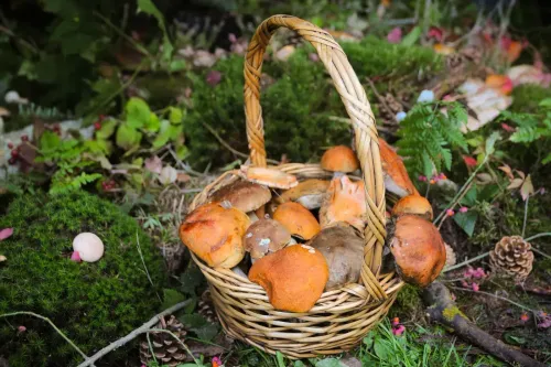 Плетёная корзина со свежесобранными подосиновиками на лесном мху