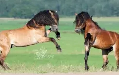 Логотип РУП Заречье