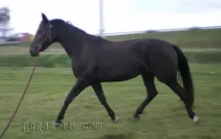 Логотип Пегас