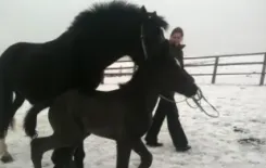 Логотип Штотц агро-сервис