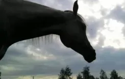 Логотип Конюшня Алёны Мороз