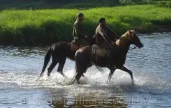 Логотип АВ Спортивные лошади