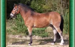 Логотип БООВЕИ (Большевик)