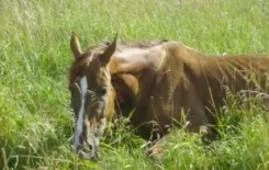 Логотип Золотая шпора