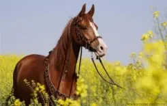 Логотип Борисов