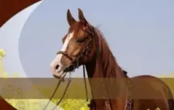 Логотип Аякс