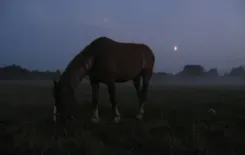 Логотип Двор Старинки