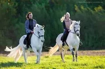 Логотип Кони в яблоках