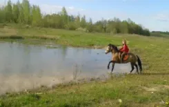 Логотип Halfter