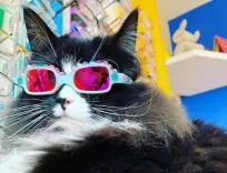 Чтобы дети не стеснялись очков, одна из оптик наняла кошку-модель