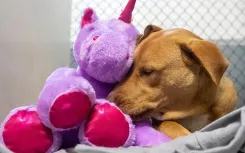 В США бездомный пёс несколько раз пытался похитить плюшевого единорога из магазина