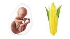 Размер малыша неделя за неделей: сравнение с фруктами и овощами