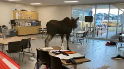 В Канадской школе лось сорвал урок