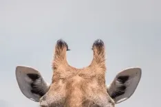 Жираф без пятен: впервые за 50 лет в мире появился на свет