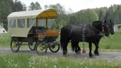 Логотип Кони-Пони