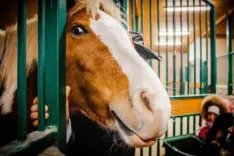 Логотип Буцевичи