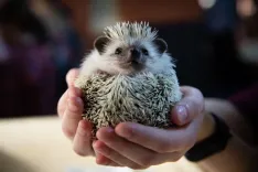 Колючие чудеса или как мы посетили "Ёж-кафе" с настоящими африканскими ежами