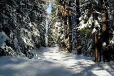 Погода в Беларуси: туман, гололедица и до -24 °С