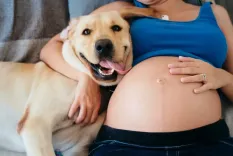 Собаки могут обнаружить беременность: правда или ложь