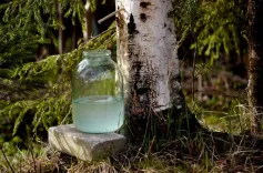 Где в Минске можно купить березовый сок: адреса и цены