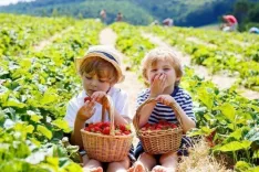 Десерты из  ягод: вкусно и полезно