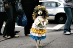 Мода для животных: зачем люди наряжают своих питомцев?