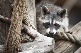 Парк Животных - Жители нашего парка - фото 3