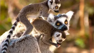 Парк Животных - Жители нашего парка - фото 6