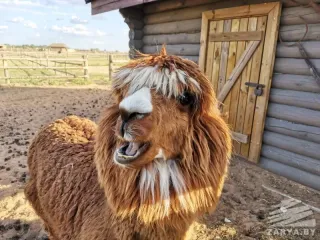 Парк Животных - Жители нашего парка - фото 4