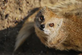 Парк Животных - Жители нашего парка - фото 7